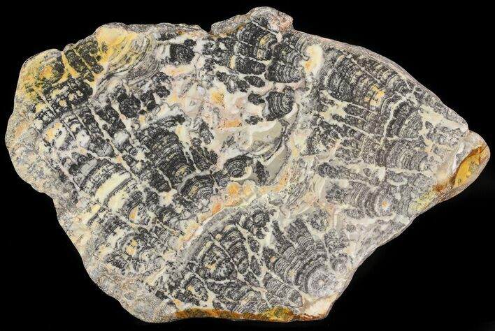 Columnar Stromatolite (Asperia) From Australia - Proterozoic #65503